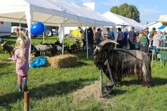 20240921-Fokveedag-Boerenlandfeest-47