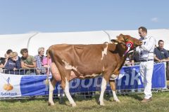 MG_1520-1-1