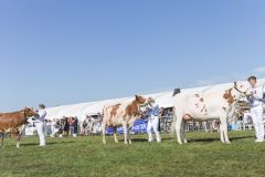 MG_1528-1