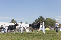 MG_1645-1