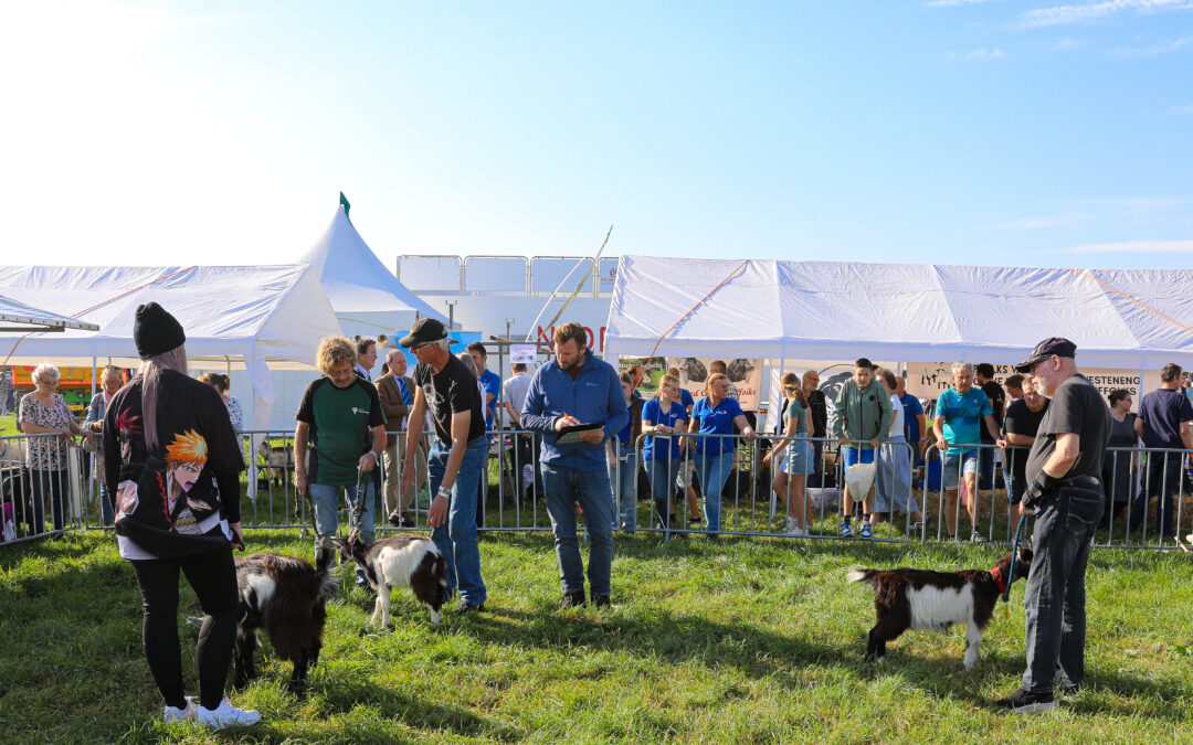 Schapen, geiten ezels en konijnen op Fokveedag