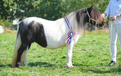 Premiekeuring Shetlandpony’s op Fokveedag Boerenlandfeest