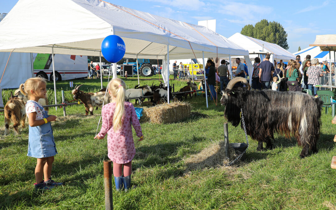 Ook schapen, geiten en konijnen op Fokveedag Boerenlandfeest