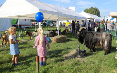 Ook schapen, geiten en konijnen op Fokveedag Boerenlandfeest