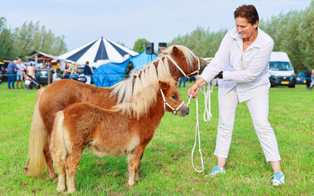 Shetlandpony’s strijden om plaatsing voor Nederlands kampioenschap
