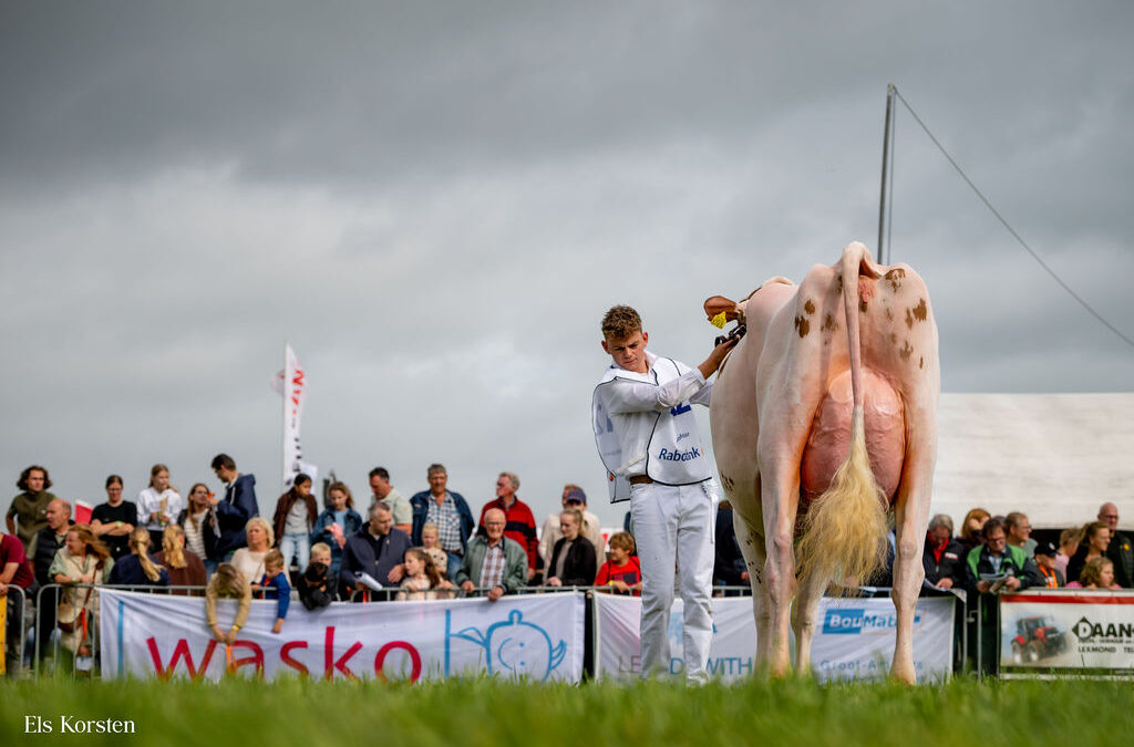Fotoserie Holstein keuring