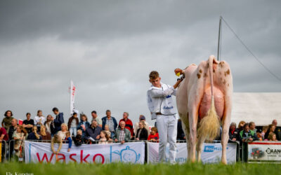 Fotoserie Holstein keuring